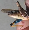 Orange-winged grasshopper - photo 3
