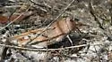 Orange-winged grasshopper - photo 4