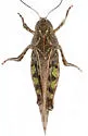 Orange-winged grasshopper - photo 5