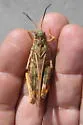 Saussure's Grasshopper