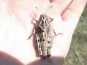 Saussure's Grasshopper - photo 4