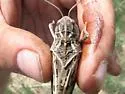 Saussure's Grasshopper - photo 5