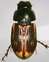 Pardalosus neodistinctus