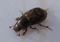 Pardalosus pardalis - Pardalosus pardalis