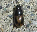 Pardalosus pumilio