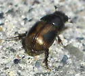 Pardalosus pumilio - photo 2