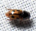 Pardalosus pumilio - photo 5