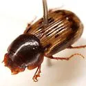Pardalosus sayi