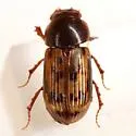 Pardalosus sayi - photo 2