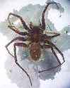 Pardosa albomaculata