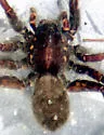 Pardosa albomaculata - photo 2