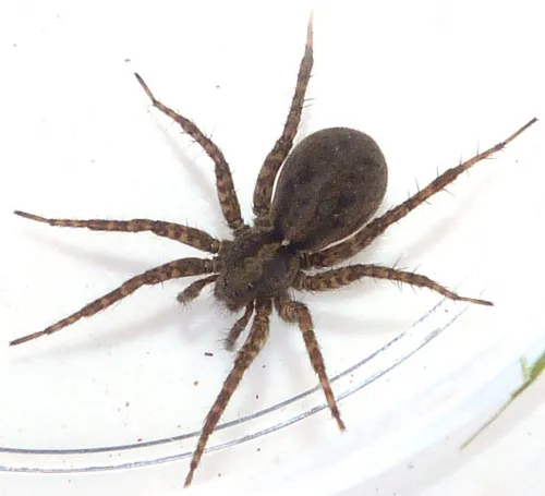 Pardosa amentata
