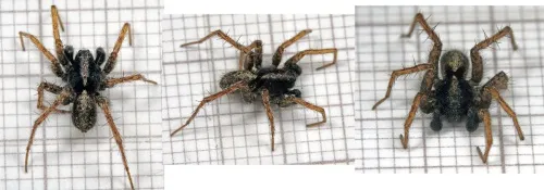 Pardosa amentata - photo 2