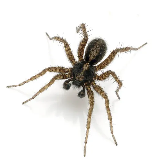 Pardosa amentata - photo 3