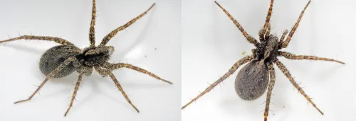 Pardosa amentata - photo 4