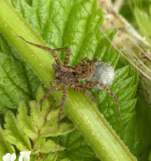 Pardosa amentata - photo 5