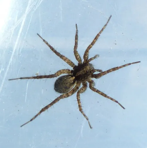 Pardosa amentata - photo 6
