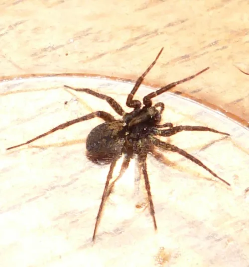 Pardosa amentata - photo 7