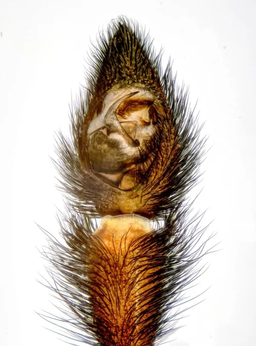 Pardosa amentata - photo 8