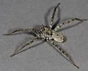 Pardosa atromedia