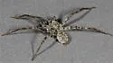 Pardosa atromedia - photo 2