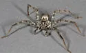Pardosa atromedia - photo 3