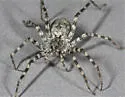 Pardosa atromedia - photo 4
