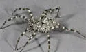 Pardosa atromedia - photo 5