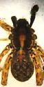 Pardosa californica