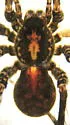 Pardosa californica - photo 2