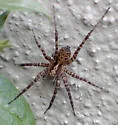 Pardosa californica - photo 3