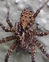 Pardosa californica - photo 4