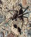 Pardosa californica - photo 5