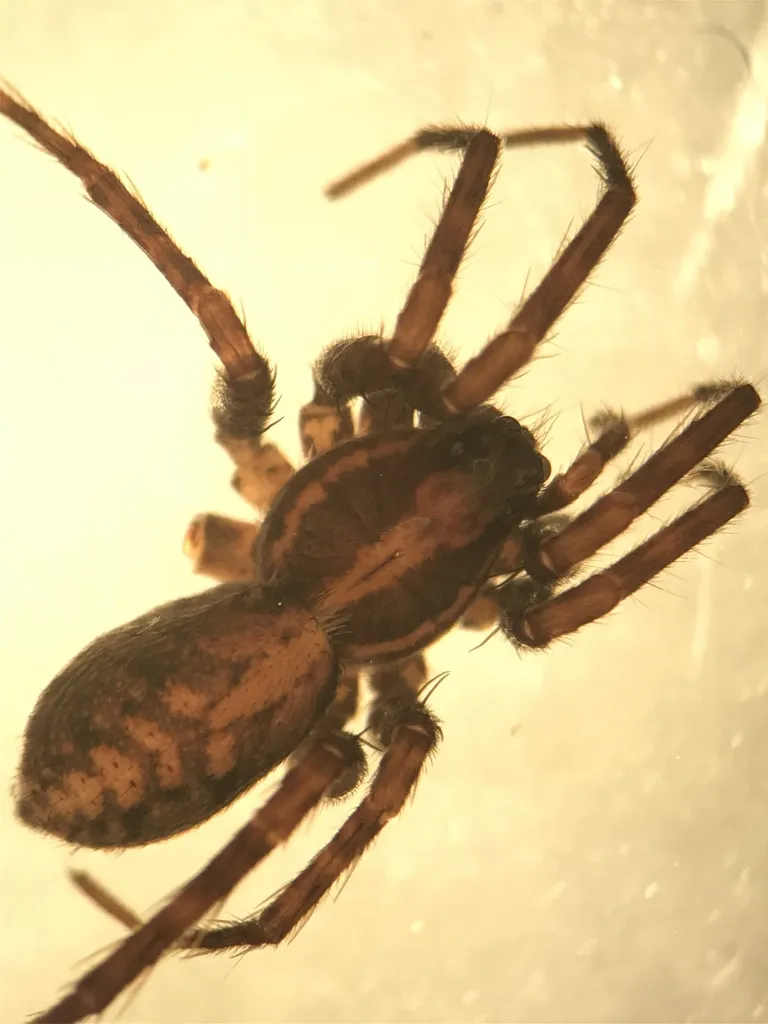 Pardosa concinna - photo 2