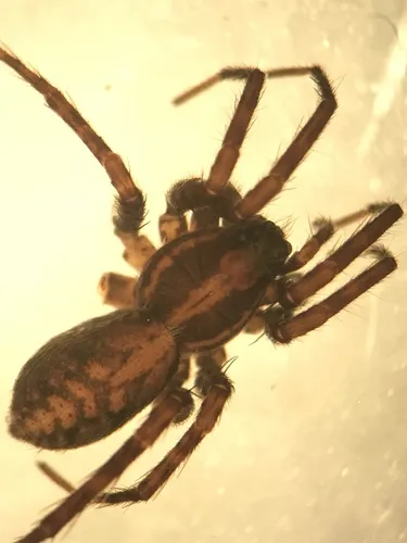 Pardosa concinna - photo 3