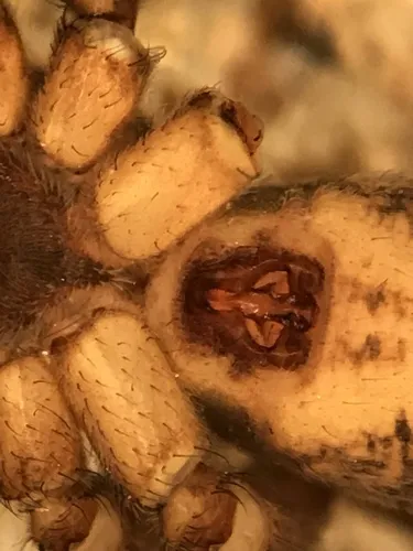 Pardosa concinna - photo 4