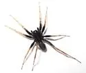 Pardosa distincta - photo 2