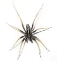 Pardosa distincta - photo 3