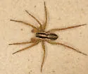 Pardosa distincta - photo 4