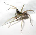 Pardosa distincta - photo 5