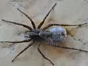 Pardosa dorsuncata