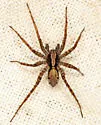 Pardosa dorsuncata - photo 2