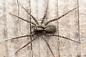 Pardosa dorsuncata - photo 3