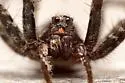 Pardosa dorsuncata - photo 4