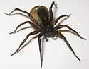 Pardosa fuscula