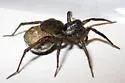 Pardosa fuscula - photo 2