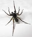 Pardosa fuscula - photo 3