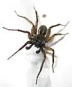 Pardosa fuscula - photo 4