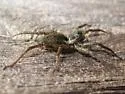 Pardosa fuscula - photo 5
