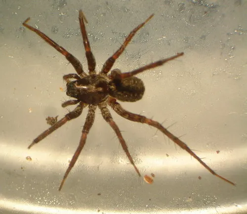 Groenland Wolf Spider